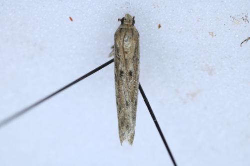 Réf. 258 614 : Phycitinae inconnu